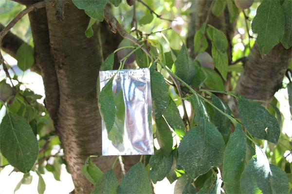 fully inserted prune leaf into a stem water potential bag