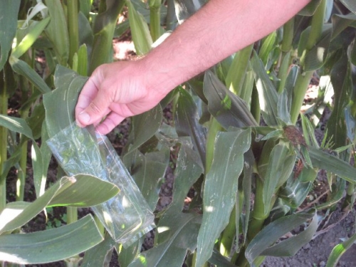 corn leaf in plastic bag