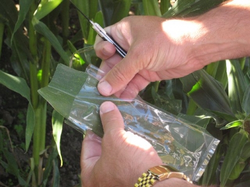 cut corn leaf in plastic bag