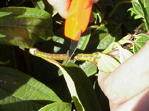 cutting a plant stem with a knife