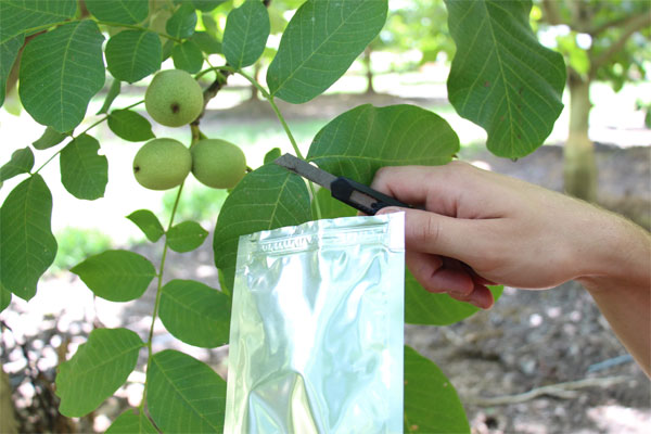 walnut leaf in stem water potential bag getting cut