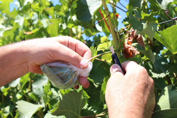 cutting wine grape leaf in sandwich bag