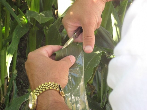 cutting a corn leaf with a knife