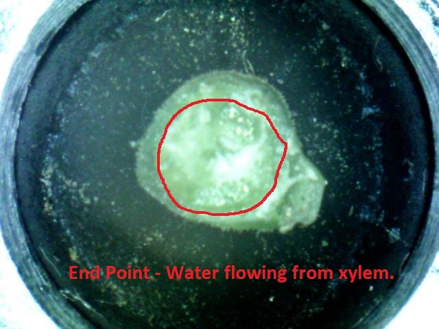 end point of a walnut petiole