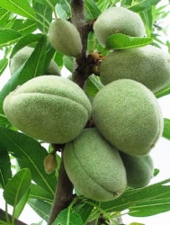 growing almond