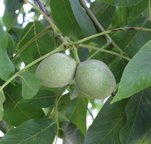 growing walnut