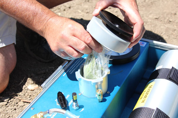 insert wine grape leaf in bag into the chamber