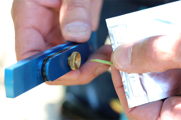 inserting the petiole into the compression screw