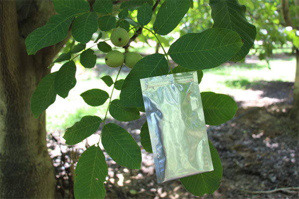 walnut leaf in stem water potential bag