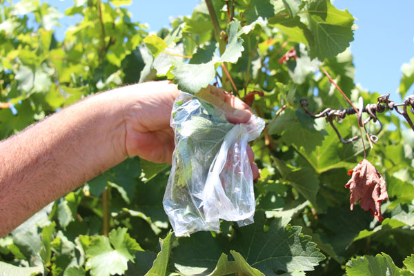 wine grape leaf in a sandwich bag