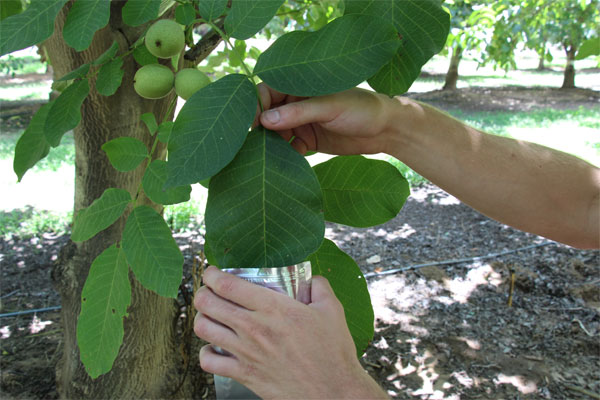 walnut leaf entering into stem water potential bag