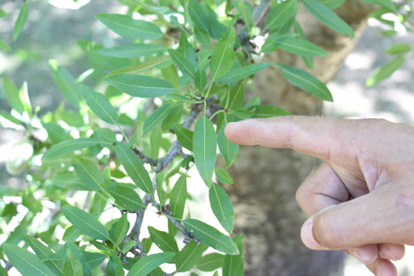 hand pointing to an almond tree leaf