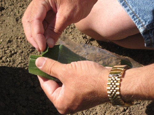 cut corn leaf in plastic bag getting folded