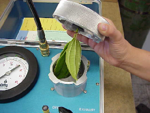 the tree sample enters the chamber