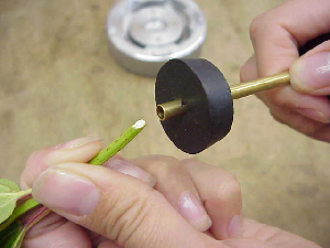 tree sample enters the insertion tool