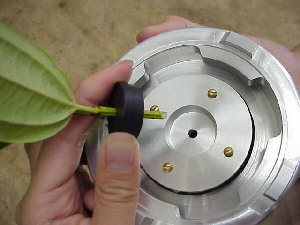 introduce tree sample into chamber cover