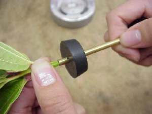 the tree sample passes through the gasket