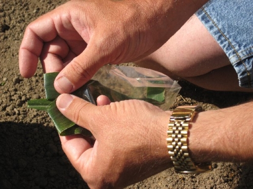 cut corn leaf in plastic bag fully folded