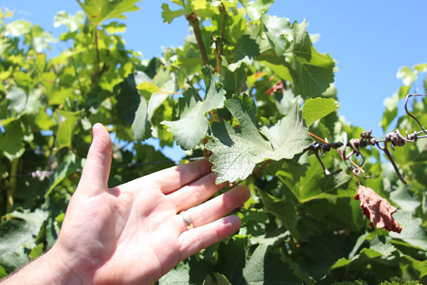 wine grape leaf