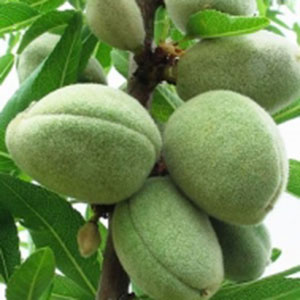 Using a Pressure Chamber with Almonds