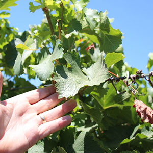 Using a Pressure Chamber with Wine Grapes
