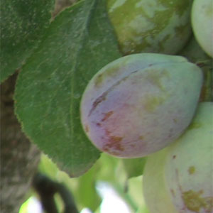 Using a Pressure Chamber with Prunes