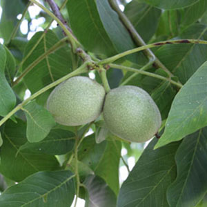 Using a Pressure Chamber with Walnuts